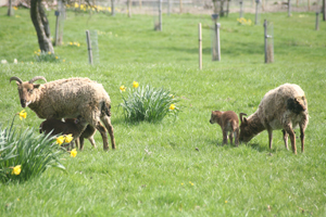 Sheep at Westhope